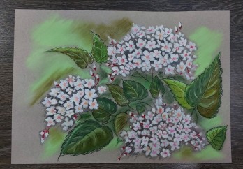Painting пастелью Незнакомые цветы