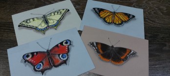 Painting пастелью Коллекция бабочек