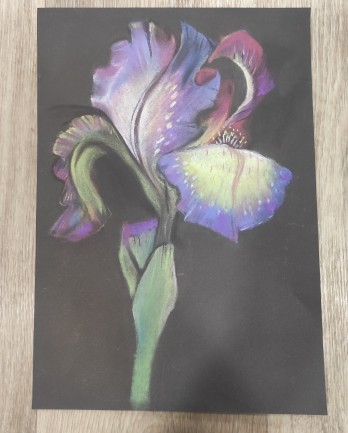 Painting пастелью Ирис,цветок