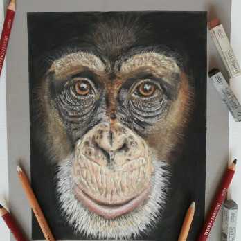 Painting пастелью Шимпанзе