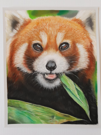 Painting пастелью Красная панда