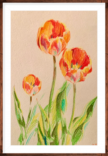 Картина карандашом Тюльпани