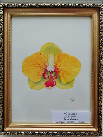 Картина акварелью Орхидея